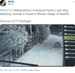 犬の首元を噛み押さえつけるヒョウ（画像は『ANI　2021年6月12日付Twitter「＃WATCH | Maharashtra: A leopard hunts a pet dog sleeping outside a house in Bhuse village of Nashik.」（Source: CCTV footage）』のスクリーンショット）
