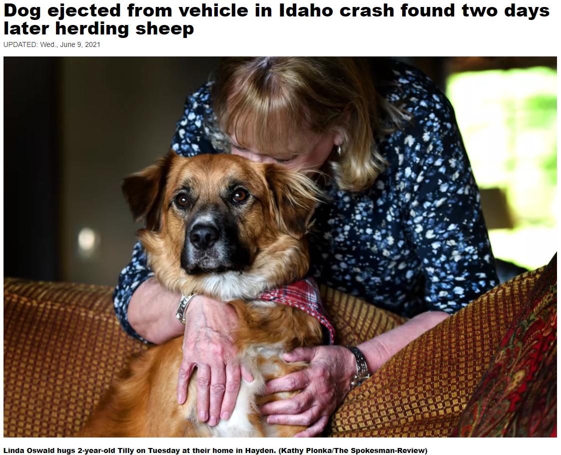 数日ぶりの再会に犬を抱きしめて喜ぶ飼い主（画像は『The Spokesman-Review　2021年6月9日付「Dog ejected from vehicle in Idaho crash found two days later herding sheep」（Kathy Plonka/The Spokesman-Review）』のスクリーンショット）