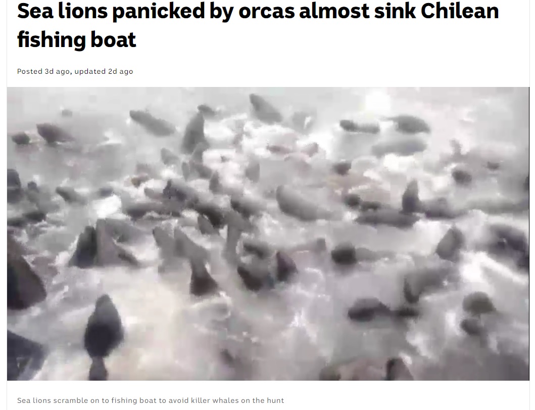 パニックに陥った大量のアシカ（画像は『ABC News　2021年6月16日付「Sea lions panicked by orcas almost sink Chilean fishing boat」』のスクリーンショット）