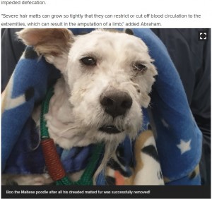 見違えるようにスッキリした“ブー”（画像は『News24　2021年6月15日付「PICS | Meet Boonoonoonoos the Maltese poodle with a dreaded bush of fur」』のスクリーンショット）