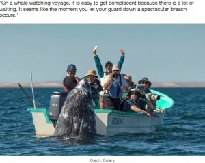 コククジラに気付き喜ぶツアー客（画像は『LADbible　2021年6月16日付「Sneaky Whale Pops Up Behind Sightseers As They Look The Wrong Way」（Credit: Caters）』のスクリーンショット）