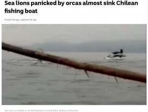 数頭のシャチがアシカの群れを狙っていた（画像は『ABC News　2021年6月16日付「Sea lions panicked by orcas almost sink Chilean fishing boat」』のスクリーンショット）