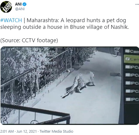 眠っている飼い犬に近づくヒョウ（画像は『ANI　2021年6月12日付Twitter「＃WATCH | Maharashtra: A leopard hunts a pet dog sleeping outside a house in Bhuse village of Nashik.」（Source: CCTV footage）』のスクリーンショット）