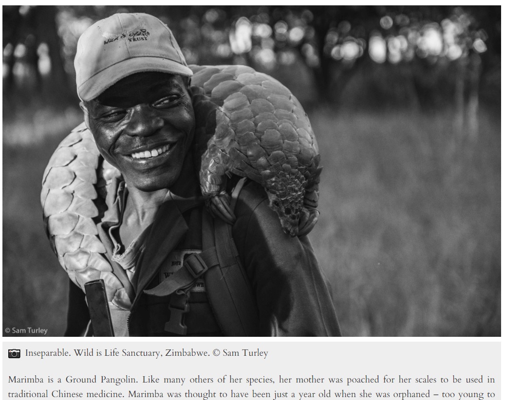 密猟被害を受けるアフリカの動物たちも被写体に（画像は『Africa Geographic　2021年6月25日付「PHOTOGRAPHER OF THE YEAR 2021 WINNERS」（（C）Sam Turley）』のスクリーンショット）