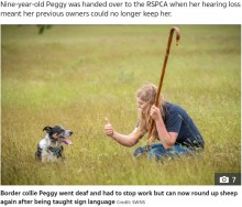 【海外発！Breaking News】聴覚を失った9歳の牧羊犬、ハンドサインを覚えて見事復帰「何かを始めるのに遅すぎることはない」（英）