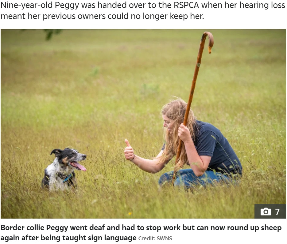 上手く指示をこなした時にはサムズアップのサインで褒めるクロエさん（画像は『The Sun　2021年6月15日付「HAND OF DOG Deaf collie can now round up sheep again after being taught sign language」（Credit: SWNS）』のスクリーンショット）