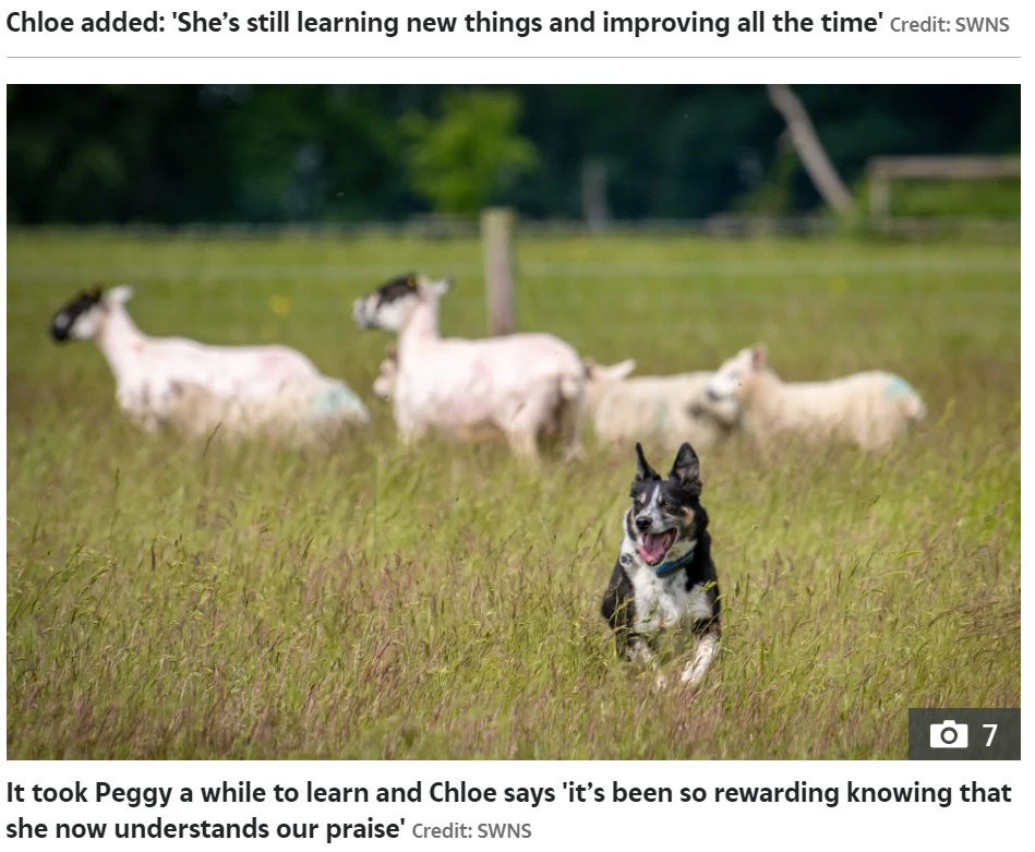 新しい芸を覚えることは不可能ではないと証明したペギー（画像は『The Sun　2021年6月15日付「HAND OF DOG Deaf collie can now round up sheep again after being taught sign language」（Credit: SWNS）』のスクリーンショット）