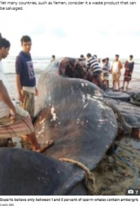 解体されるマッコウクジラ（画像は『The Sun　2021年6月1日付「FLOATING TREASURE Yemeni fishermen find ＄1.5m of rare ‘ambergris’ in the belly of a floating sperm whale carcass」（Credit: BBC）』のスクリーンショット）