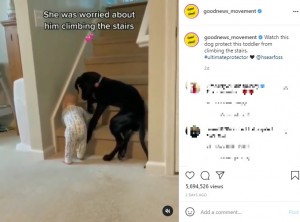 前足で男の子の膝を押すリサ（画像は『Good News Movement　2021年6月12日付Instagram「Watch this dog protect this toddler from climbing the stairs.」』のスクリーンショット）