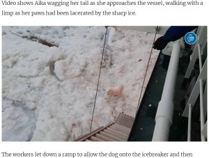 警戒するアイカをビスケットで誘導して乗船させることに（画像は『The Moscow Times　2021年6月8日付「Russia Arctic Sailors Rescue Lost Dog After Weeklong Search」（Gazpromneft-Yamal）』のスクリーンショット）