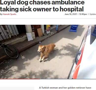飼い主が乗った救急車を追いかける犬（画像は『New York Post　2021年6月10日付「Loyal dog chases ambulance taking sick owner to hospital」（Anadolu Agency/Reuters）』のスクリーンショット）