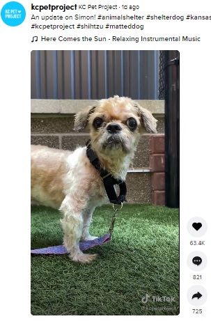 3キロの毛の塊がなくなってすっきりした犬（画像は『KC Pet Project　2021年6月18日付TikTok「An update on Simon!」』のスクリーンショット）