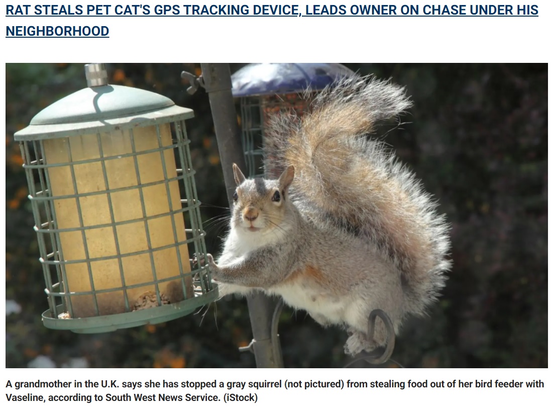 給餌器からエサを奪っていくハイイロリス（画像は『Fox News　2021年6月23日付「Woman stops squirrel thief by using Vaseline on bird feeder: ‘They’re so greedy’」（iStock）』のスクリーンショット）