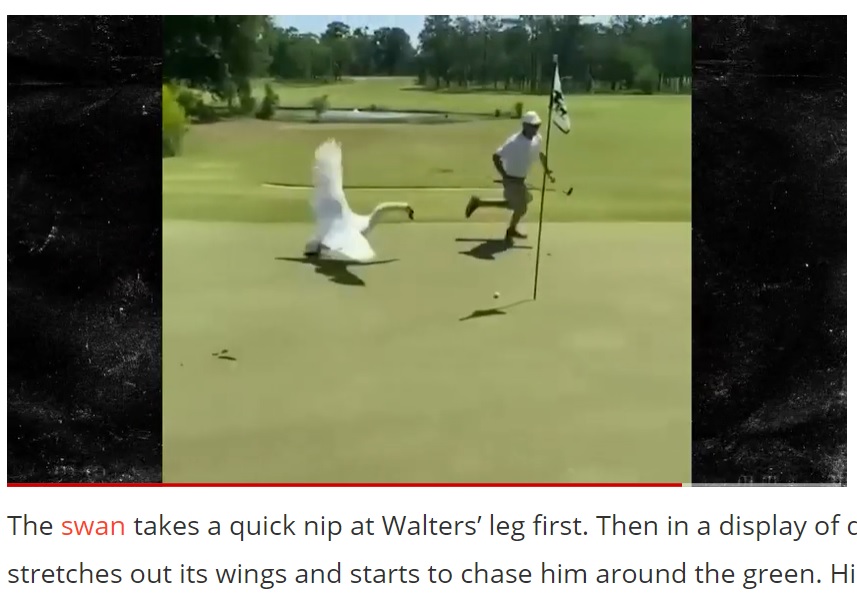 ジョンさんをしつこく追いかけ回している白鳥（画像は『Outsider　2021年5月28日付「WATCH: Golfer Nearly Attacked by Monster Swan on Georgia Golf Course in Crazy Video」』のスクリーンショット）