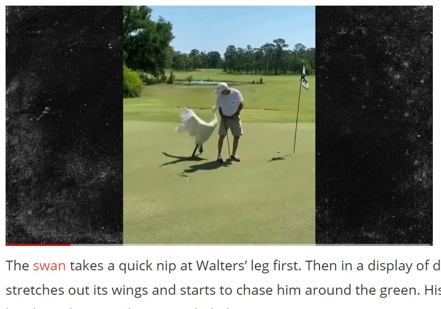 目が合ったジョンさんに、白鳥は突然攻撃を開始（画像は『Outsider　2021年5月28日付「WATCH: Golfer Nearly Attacked by Monster Swan on Georgia Golf Course in Crazy Video」』のスクリーンショット）