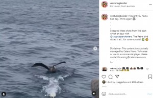 紐で結ばれたマグロの尻尾を追う海鳥（画像は『Benjamin　2021年6月7日付Instagram「Thought you had a bad day.. 」』のスクリーンショット）