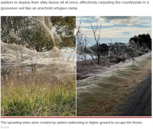 広範囲にわたってクモの糸で覆いつくされた（画像は『New York Post　2021年6月15日付「‘Apocalyptic’ spiderwebs carpet Australia after flooding, mouse plague」（Reddit）』のスクリーンショット）