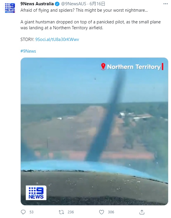 巨大クモを乗せたセスナ機は着陸直前だった（画像は『9News Australia　2021年6月16日付Twitter「Afraid of flying and spiders?」』のスクリーンショット）