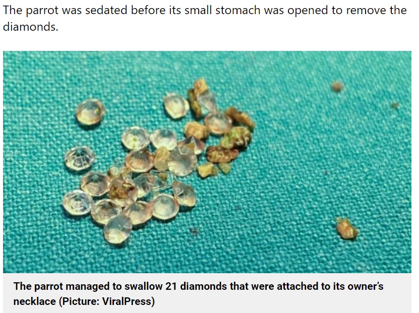 取り出されたダイヤモンドはキレイに形が残っていた（画像は『Metro　2021年6月23日付「Parrot swallows 21 diamonds after raiding owner’s jewellery box」（Picture: ViralPress）』のスクリーンショット）
