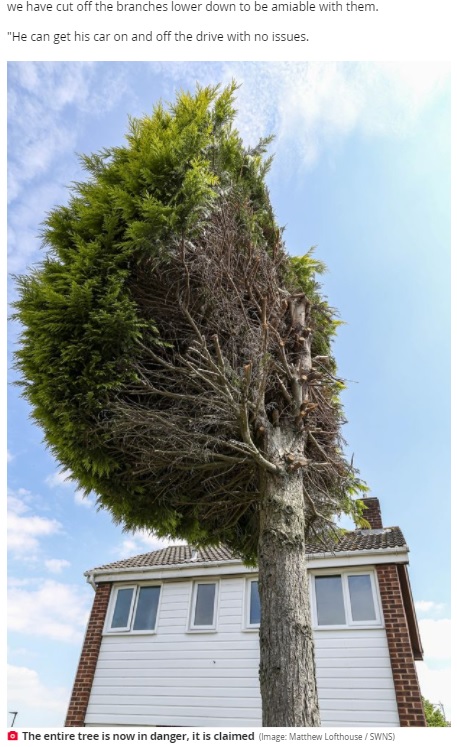 鳥の鳴き声や糞の被害がきっかけだった（画像は『Daily Star　2021年6月24日付「‘Distraught’ family devastated as ‘petty’ neighbour cuts tree in half after bird poo row」（Image: Matthew Lofthouse / SWNS）』のスクリーンショット）