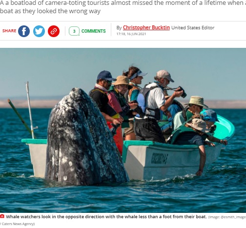 コククジラに気付かないツアー客（画像は『Mirror　2021年6月16日付「Giant whale ‘slowly and silently’ sneaks up on boatload of camera-toting tourists」（Image: ＠esmith_images / Caters News Agency）』のスクリーンショット）