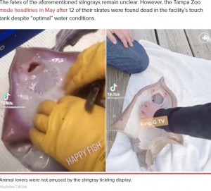 YouTubeで公開されたエイをくすぐる動画（画像は『New York Post　2021年6月14日付「Tickle me? Hell, no: Stingray videos spark outrage among animal lovers」（Youtube/TikTok）』のスクリーンショット）