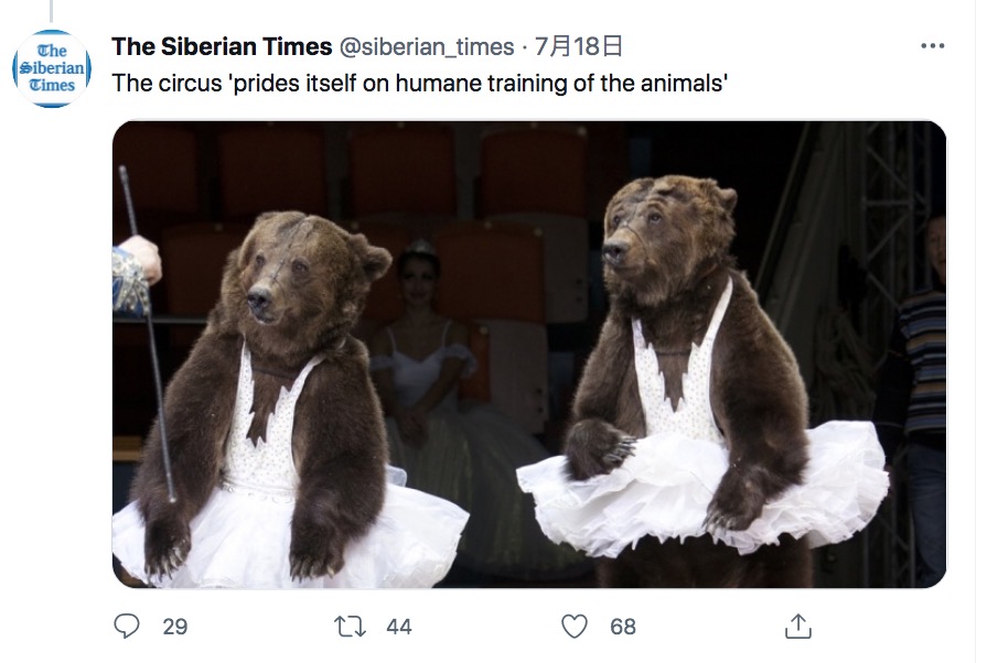 ショーに登場していたクマたち（画像は『The Siberian Times　2021年7月18日付Twitter「The circus ‘prides itself on humane training of the animals’」』のスクリーンショット）