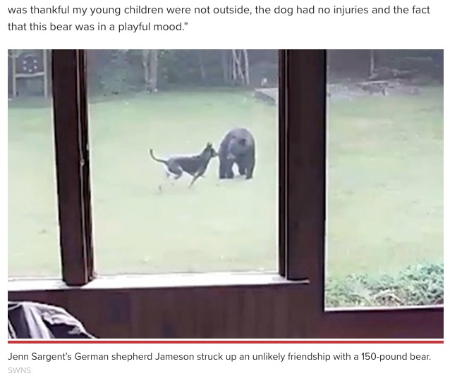 野生のクマと楽しそうに遊ぶ犬（画像は『New York Post　2021年7月8日付「German shepherd plays with unlikely new pal ― a young black bear」（SWNS）』のスクリーンショット）