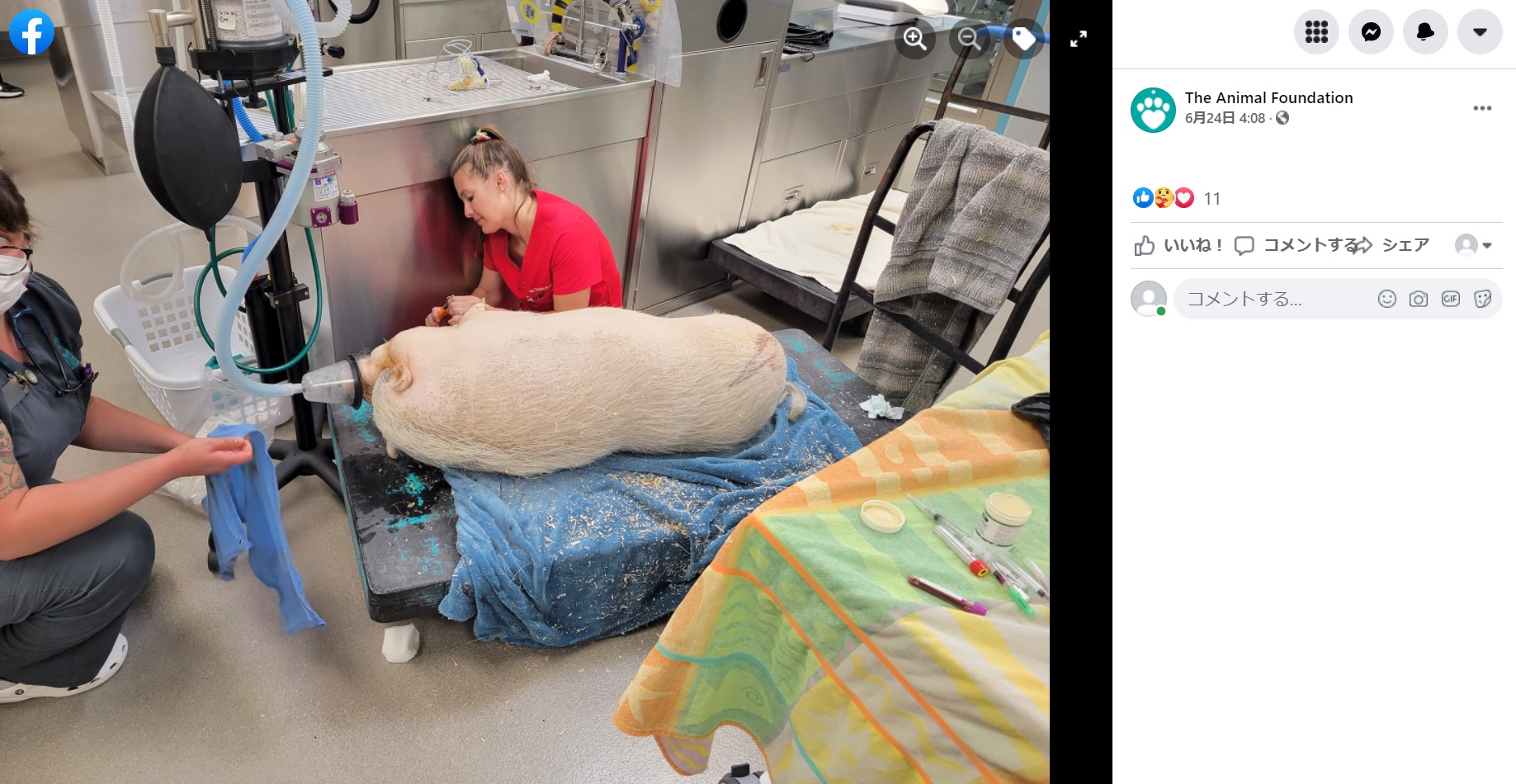 自力で動けず保護されたブタ（画像は『The Animal Foundation　2021年6月24日付Facebook「On a hot day in June, a Good Samaritan walked outside his home and found a potbelly pig in a large wire dog kennel.」』のスクリーンショット）