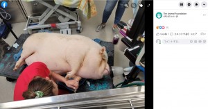 丸々と太ってしまった“カップケーキ”（画像は『The Animal Foundation　2021年6月24日付Facebook「On a hot day in June, a Good Samaritan walked outside his home and found a potbelly pig in a large wire dog kennel.」』のスクリーンショット）