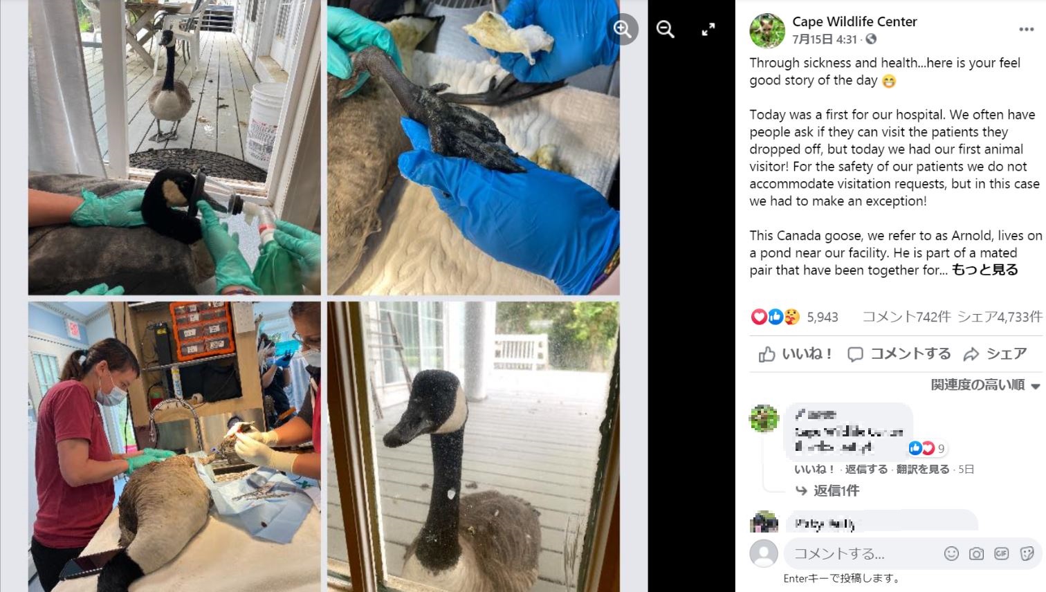手術を受けるパートナーが心配で病院にやってきたカナダガン（画像は『Cape Wildlife Center　2021年7月15日付Facebook「Through sickness and health...here is your feel good story of the day」』のスクリーンショット）