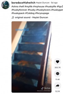 階段も全て青く（画像は『Haylei Duncan　2021年7月15日付TikTok「＃ohno ＃wtf ＃mylife ＃myhouse ＃huskylife」』のスクリーンショット）
