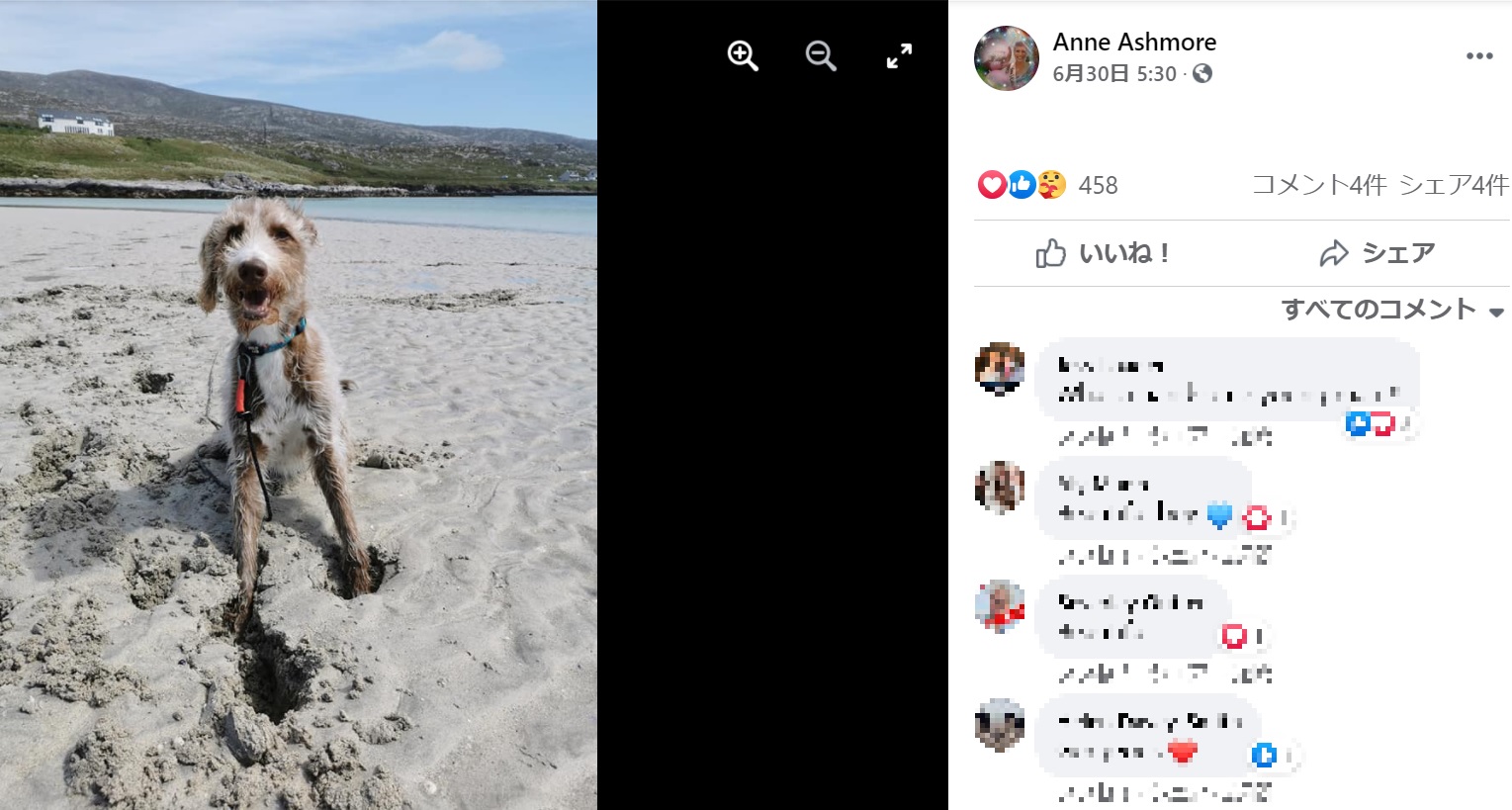 たっぷりの愛情を注がれ、幸せな時間を過ごしているアンガス（画像は『Anne Ashmore　2021年6月30日付Facebook「Thank you to this beautiful island for giving our doggie the best experience ever.」』のスクリーンショット）