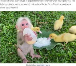 片時もそばをはなれず昼食をともにするビビとアヒルたち（画像は『We Love Animals　2021年7月6日付「Adorable Moments Of Baby Monkey Cuddling A Flock Of Ducklings」（Screenshot: Animals Home）』のスクリーンショット）