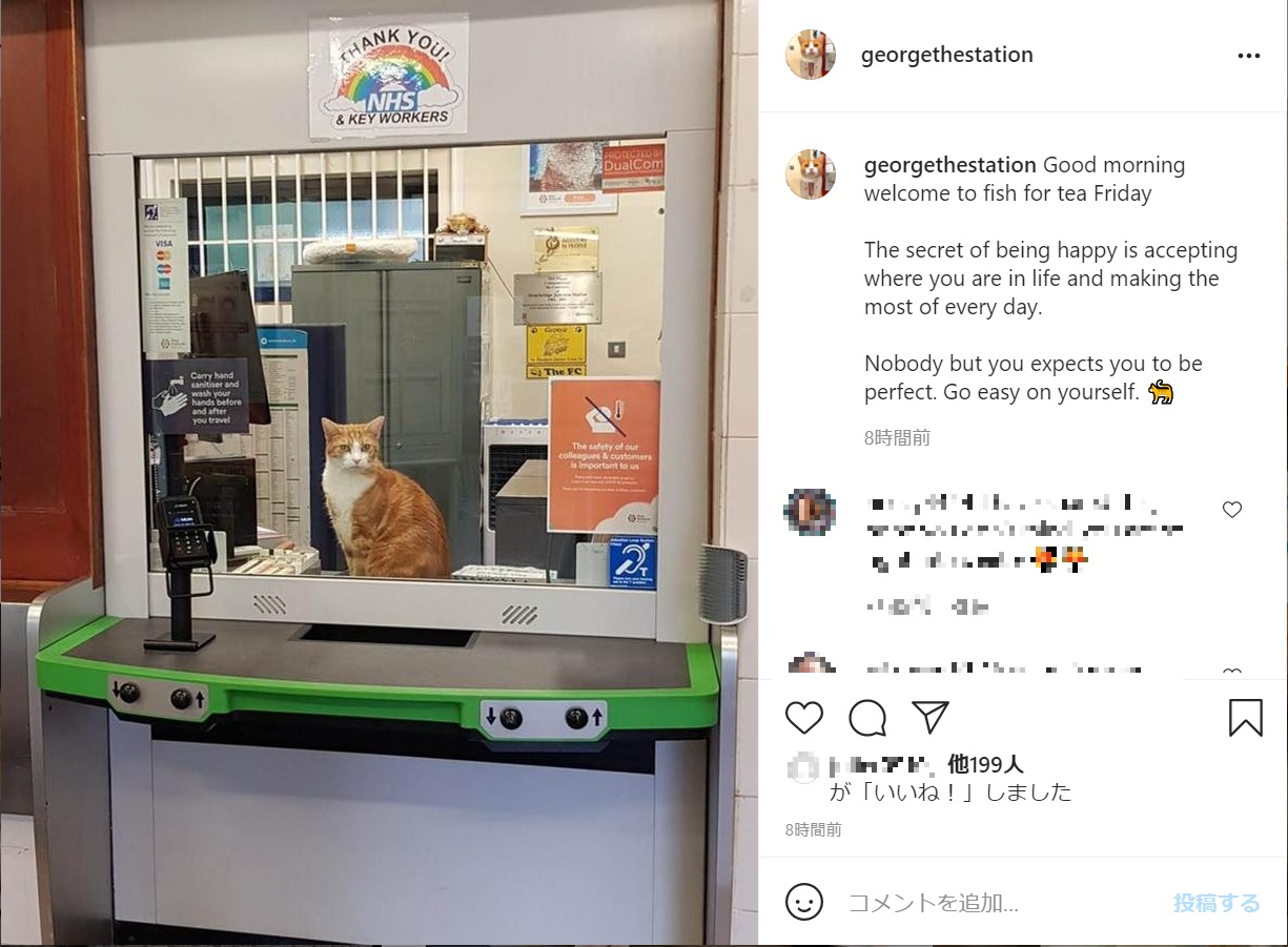 チケット売り場に常駐するジョージ（画像は『George, The Station Cat　2021年7月9日付Instagram「Good morning welcome to fish for tea Friday」』のスクリーンショット）