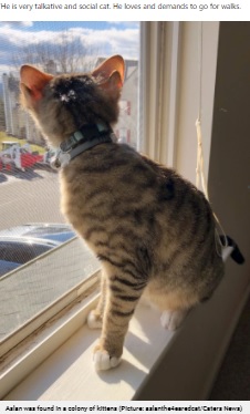 4つの耳がある猫“アスラン”（画像は『Metro　2021年7月27日付「Cat born with four ears finds his forever home」（Picture: aslanthe4earedcat/Caters News）』のスクリーンショット）