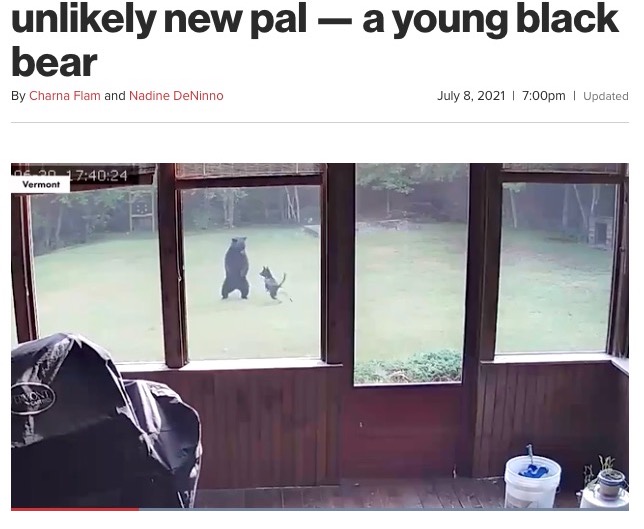 飼い犬の“新しい友達”はクマだった（画像は『New York Post　2021年7月8日付「German shepherd plays with unlikely new pal ― a young black bear」（SWNS）』のスクリーンショット）