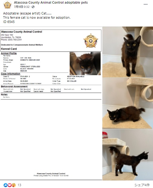 “脱走の達人”とあだ名をつけられてしまった黒猫（画像は『Atascosa County Animal Control adoptable pets　2021年7月9日付Facebook「Adoptable （escape artist） Cat.......」』のスクリーンショット）