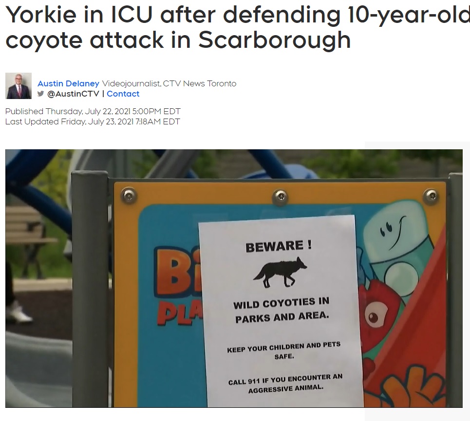 街中に掲示されていたコヨーテ出没を注意するポスター（画像は『CTV News　2021年7月23日付「Yorkie in ICU after defending 10-year-old owner from coyote attack in Scarborough」』のスクリーンショット）
