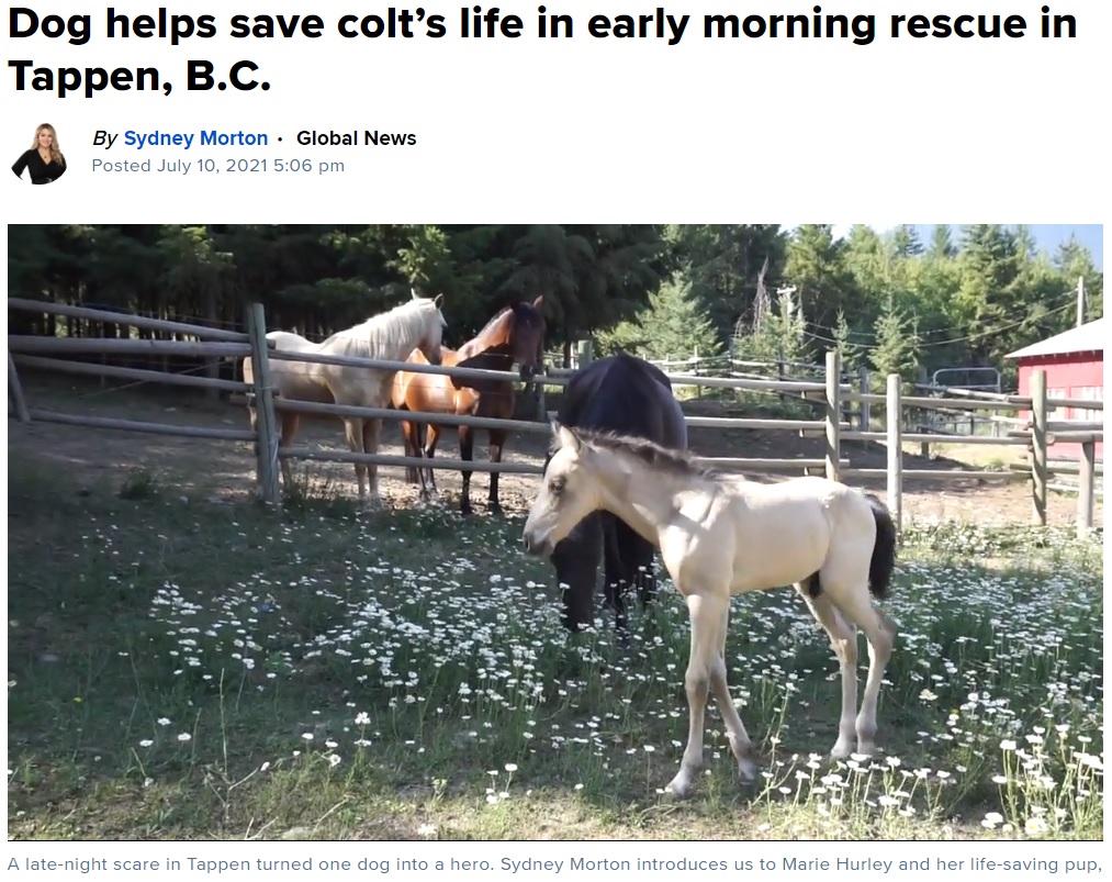今では元気に過ごしている仔馬（画像は『Global News　2021年7月10日付「Dog helps save colt’s life in early morning rescue in Tappen, B.C.」』のスクリーンショット）