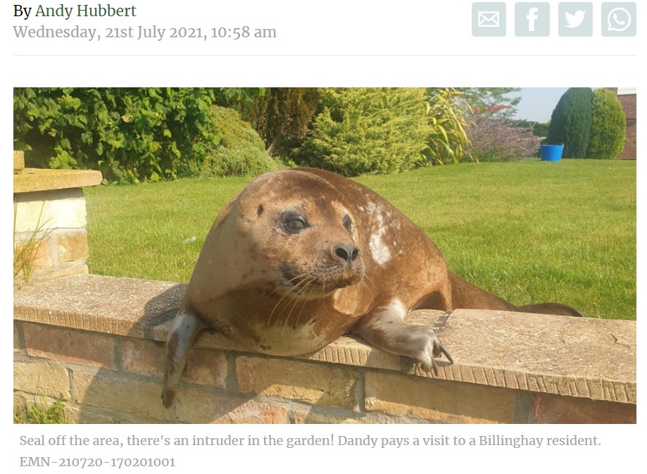 やけに人懐っこいアザラシ（画像は『LincolnshireWorld　2021年7月21日付「‘Hello? Police? There’s a seal on my patio’: Billinghay resident explains bizarre morning call to Lincolnshire cop」』のスクリーンショット）