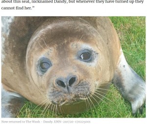 無事に川へ戻ることができたアザラシの“ダンディ”（画像は『LincolnshireWorld　2021年7月21日付「‘Hello? Police? There’s a seal on my patio’: Billinghay resident explains bizarre morning call to Lincolnshire cop」』のスクリーンショット）