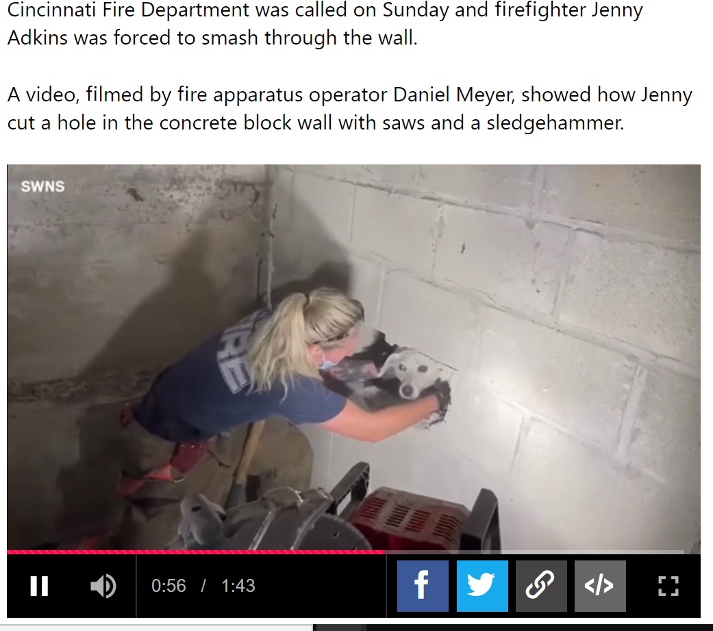 壁の中から恐る恐る顔を出す犬（画像は『Metro　2021年7月21日付「Firefighters smash through wall to rescue dog trapped inside for five days」』のスクリーンショット）