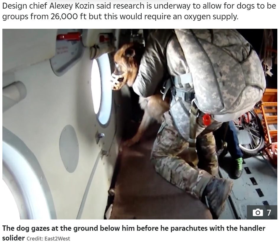 機内で外の様子を窓から見ている犬（画像は『The Sun　2021年7月6日付「PARA-POOCH JUMP Crazy video shows Vladimir Putin’s war dogs parachute into battle from 13,000ft strapped to Russian soldiers」（Credit: East2West）』のスクリーンショット）