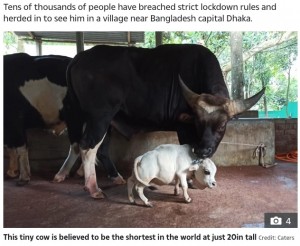 通常の成牛と比べるとその差は一目瞭然（画像は『The Sun　2021年7月9日付「LOWLY COW Tiny cow is believed to be the shortest in the world at just 20in tall」（Credit: Caters）』のスクリーンショット）