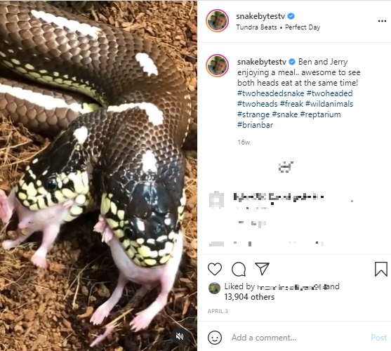 2匹のネズミを飲み込むヘビ（画像は『B R I A N B A R C Z Y K　2021年4月3日付Instagram「Ben and Jerry enjoying a meal」』のスクリーンショット）