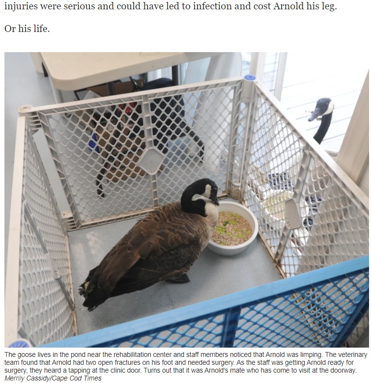 手術後、無事にパートナーと再会を果たす（画像は『Cape Cod Times　2021年7月16日付「Honking good love story: Goose watches over injured mate at Birdsey Cape Wildlife Center」（Merrily Cassidy/Cape Cod Times）』のスクリーンショット）