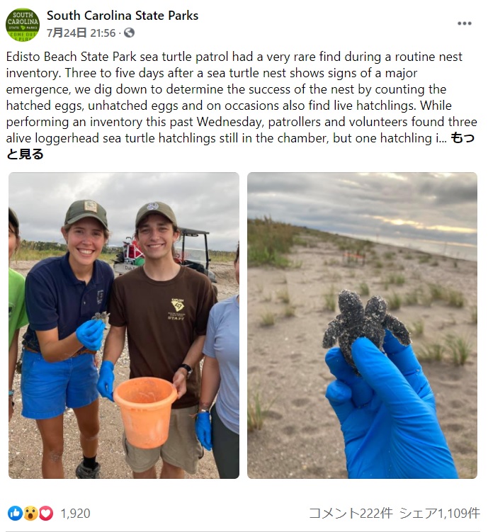珍しい姿で人々を驚かせたウミガメ（画像は『South Carolina State Parks　2021年7月24日付Facebook「Edisto Beach State Park sea turtle patrol had a very rare find during a routine nest inventory.」』のスクリーンショット）