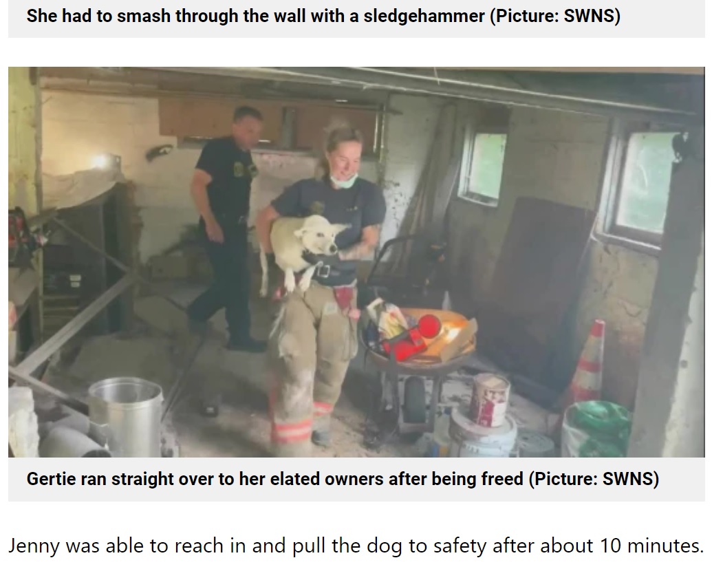 5日間ずっと壁の中にいたのではないかとみられるガーティ（画像は『Metro　2021年7月21日付「Firefighters smash through wall to rescue dog trapped inside for five days」（Picture: SWNS）』のスクリーンショット）