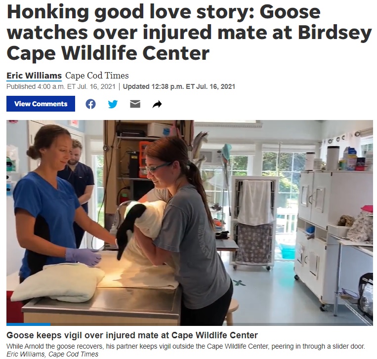 ケガの経過は順調な様子（画像は『Cape Cod Times　2021年7月16日付「Honking good love story: Goose watches over injured mate at Birdsey Cape Wildlife Center」（Eric Williams, Cape Cod Times）』のスクリーンショット）